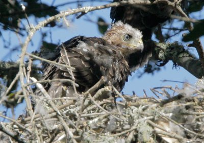 Cooper's Hawk, nestling