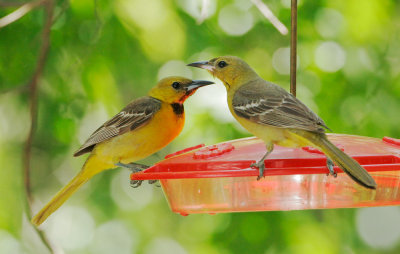 Hooded Orioles, female and first year male