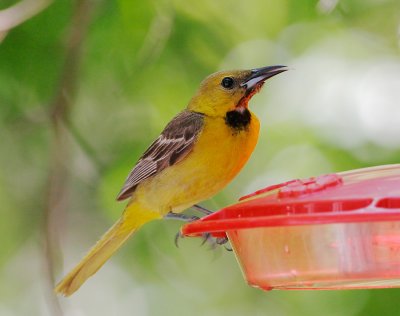 Hooded Oriole, first summer male