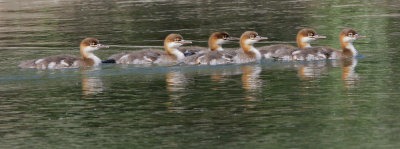 Common Mergansers, chicks