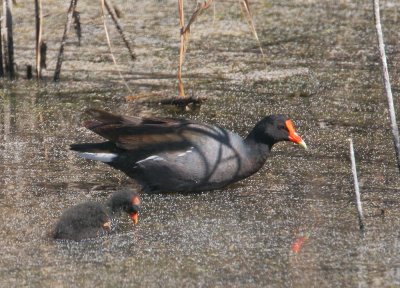 Common Moorhens, chick wing spur