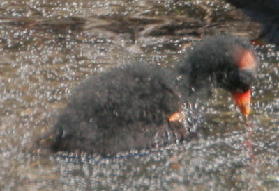 Common Moorhen, chick wing spur detail