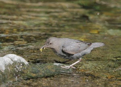 American Dipper, carrying food to nest