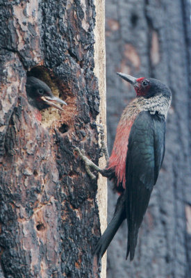 Lewis's Woodpeckers, adult feeding second nestling