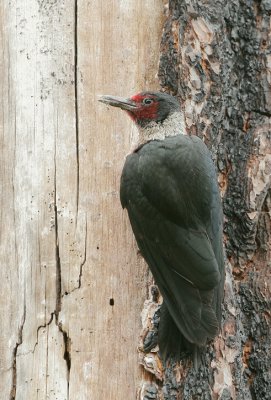 Lewis's Woodpecker fledges, July 2007