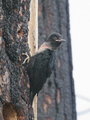 Lewis's Woodpecker, just fledged!