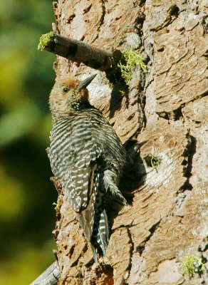 Williamson's Sapsucker, female near nest