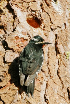 Williamson's Sapsucker, male at nest