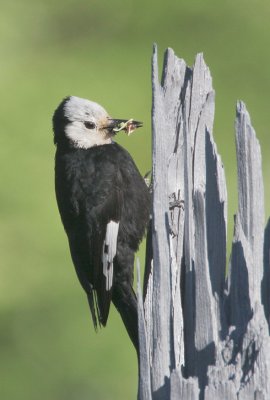 White-headed Woodpecker, female carrying food