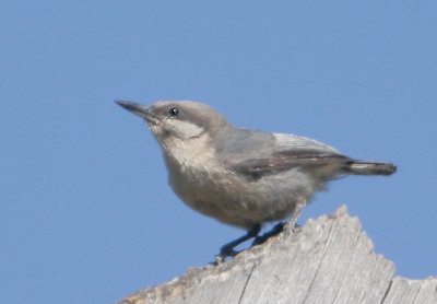 Pygmy Nuthatches