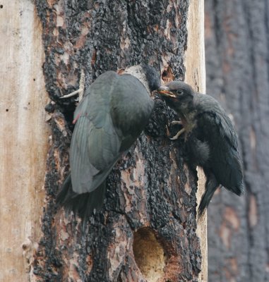 Lewis's Woodpeckers, adult feeding new fledgling