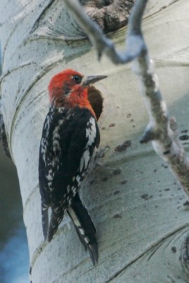 Red-breasted Sapsucker, at nest