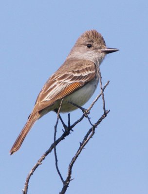 Ash-throated Flycatcher, singing male