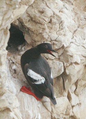 Pigeon Guillemot, at nest