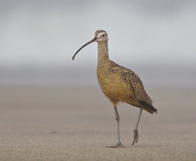 Long-billed Curlew