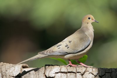 Mourning Dove