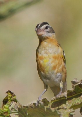 Black-headed Grosbeak, immature male