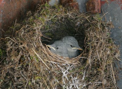 American Dippers, nestlings