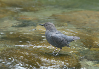 American Dipper, near nest