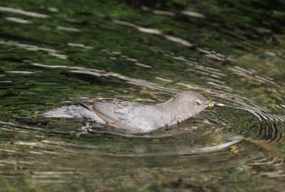 American Dipper, swimming with food