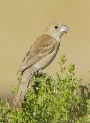 Blue Grosbeak, female