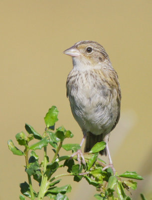 Grasshopper Sparrow, juvenile