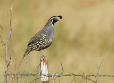 California Quail, male