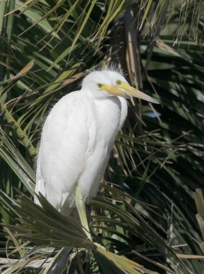 Two heads on that Snowy Egret?