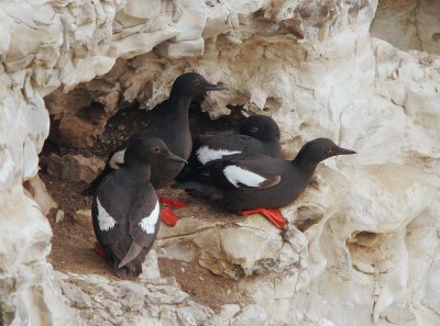 Pigeon Guillemots, at nest