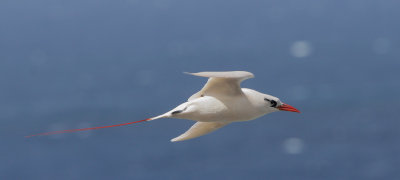 Red-tailed Tropicbird