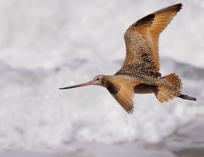 Marbled Godwit