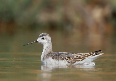 Wilson's Phalarope, juvenile