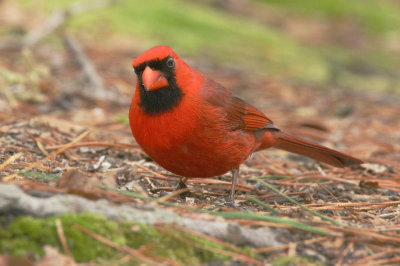 Northern Cardinal, male