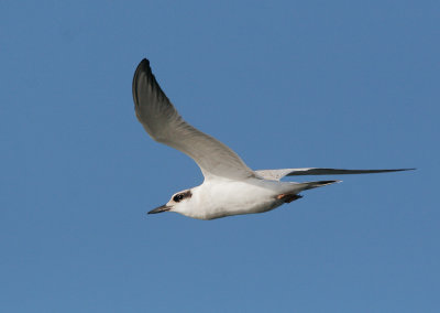 Forster's Tern, winter plumage