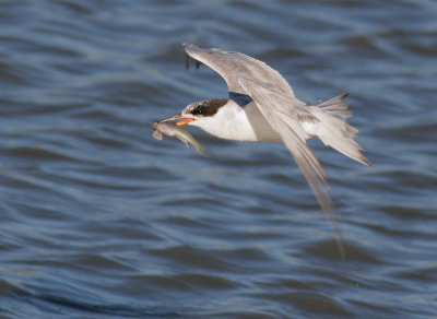 Forsters Tern, molting, with fish