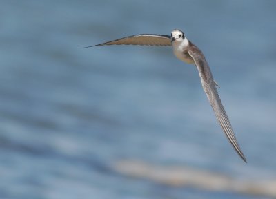 Black Tern, juvenile