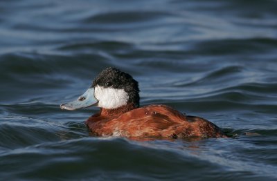 Ruddy Duck, male