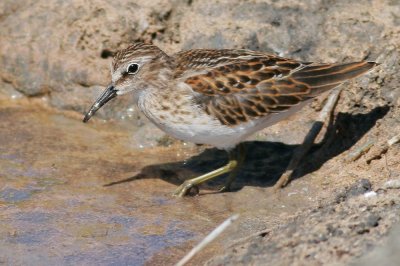 Least Sandpiper, juvenile