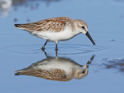 Western Sandpiper, juvenile