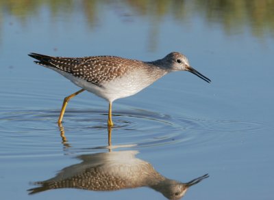 Lesser Yellowlegs, juvenile