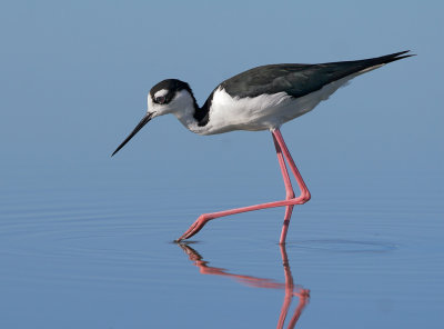 Black-necked Stilt, male