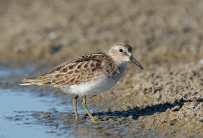 Least Sandpiper, juvenile
