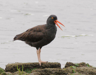 Black Oystercatcher