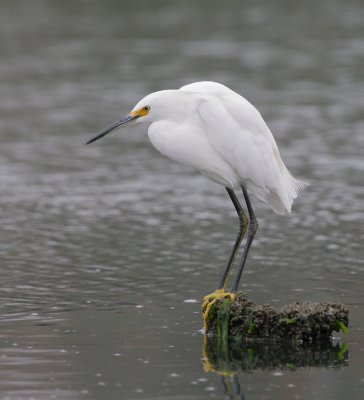 Snowy Egret