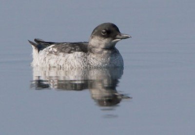 Pigeon Guillemot, juvenile