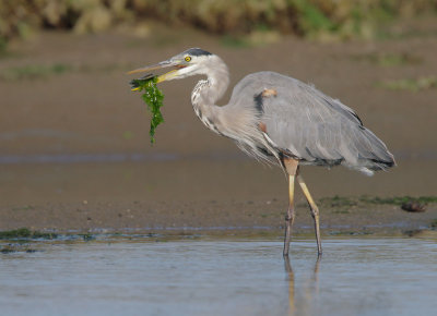 Great Blue Heron, with fish salad