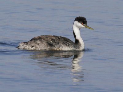 Western Grebe