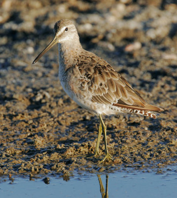 Dowitcher sp, non-breeding plumage