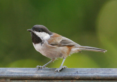 Chestnut-backed Chickadee