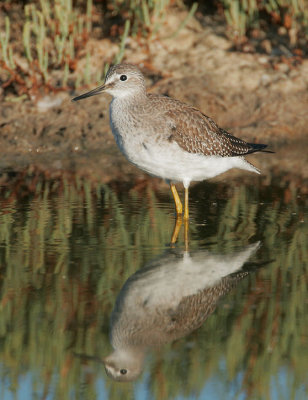 Lesser Yellowlegs, juvenile